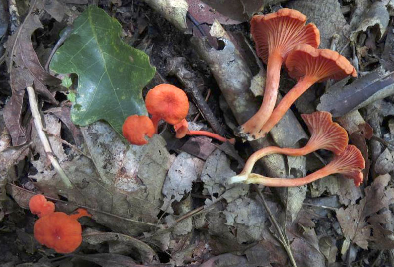 Mushroom spotlight